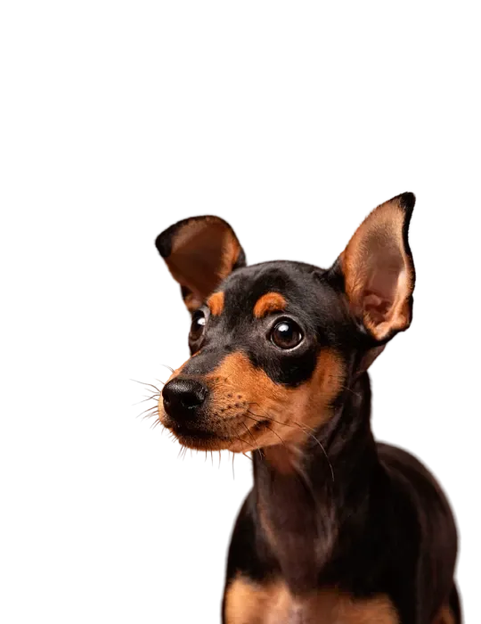 Pinscher olhando para a câmera